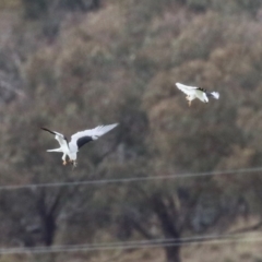 Elanus axillaris at Paddys River, ACT - 27 Jun 2023