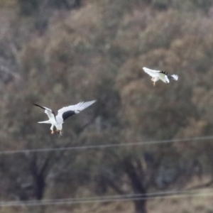 Elanus axillaris at Paddys River, ACT - 27 Jun 2023