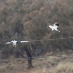 Elanus axillaris at Paddys River, ACT - 27 Jun 2023