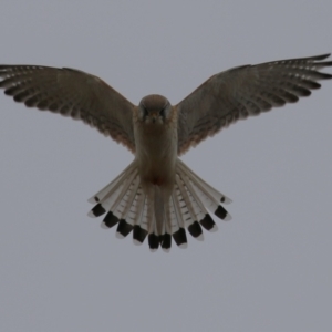 Falco cenchroides at Paddys River, ACT - 27 Jun 2023