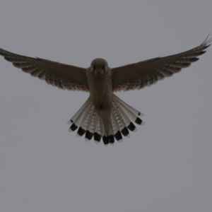 Falco cenchroides at Paddys River, ACT - 27 Jun 2023 12:20 PM