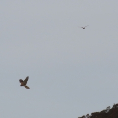 Falco cenchroides at Paddys River, ACT - 27 Jun 2023 12:20 PM