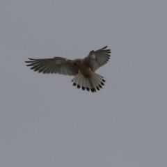 Falco cenchroides at Paddys River, ACT - 27 Jun 2023 12:20 PM