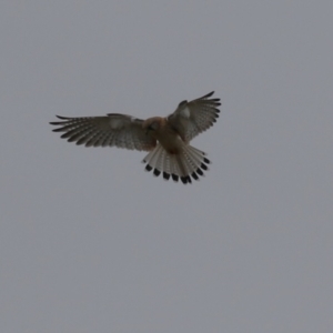 Falco cenchroides at Paddys River, ACT - 27 Jun 2023 12:20 PM