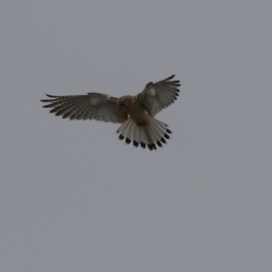 Falco cenchroides at Paddys River, ACT - 27 Jun 2023