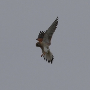 Falco cenchroides at Paddys River, ACT - 27 Jun 2023 12:20 PM