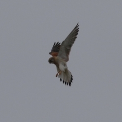 Falco cenchroides at Paddys River, ACT - 27 Jun 2023