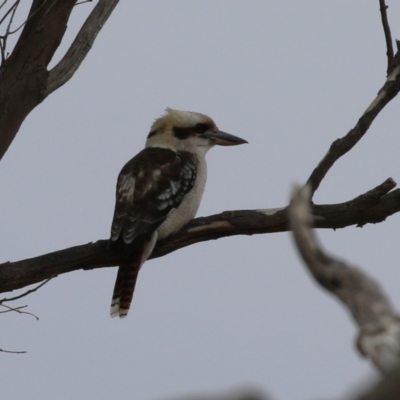 Dacelo novaeguineae (Laughing Kookaburra) at Paddys River, ACT - 27 Jun 2023 by RodDeb