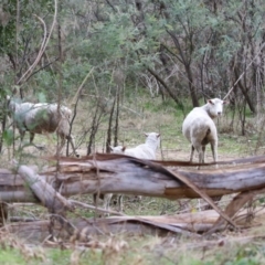 Ovis aries (Sheep) at Tennent, ACT - 27 Jun 2023 by RodDeb