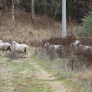 Ovis aries at Tennent, ACT - 27 Jun 2023