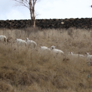 Ovis aries at Tennent, ACT - 27 Jun 2023