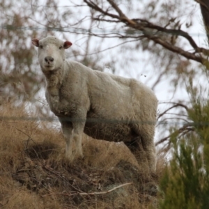 Ovis aries at Tennent, ACT - 27 Jun 2023