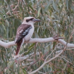 Dacelo novaeguineae (Laughing Kookaburra) at Gigerline Nature Reserve - 27 Jun 2023 by RodDeb