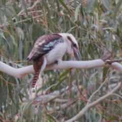 Dacelo novaeguineae at Tennent, ACT - 27 Jun 2023