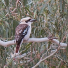 Dacelo novaeguineae at Tennent, ACT - 27 Jun 2023