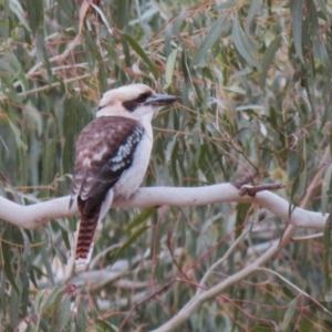 Dacelo novaeguineae at Tennent, ACT - 27 Jun 2023