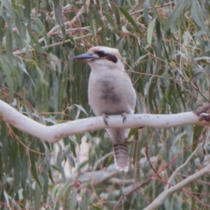 Dacelo novaeguineae at Tennent, ACT - 27 Jun 2023