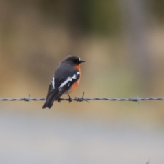 Petroica phoenicea (Flame Robin) at Paddys River, ACT - 27 Jun 2023 by RodDeb