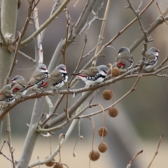 Stagonopleura guttata (Diamond Firetail) at Paddys River, ACT - 27 Jun 2023 by RodDeb