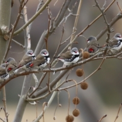 Stagonopleura guttata at Paddys River, ACT - suppressed