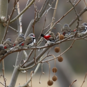 Stagonopleura guttata at Paddys River, ACT - suppressed