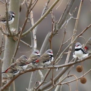 Stagonopleura guttata at Paddys River, ACT - suppressed