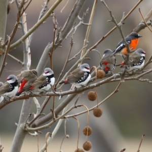 Stagonopleura guttata at Paddys River, ACT - suppressed