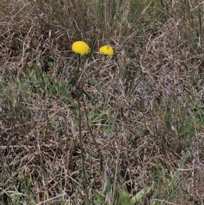 Craspedia variabilis (Common Billy Buttons) at Dry Plain, NSW - 30 Oct 2021 by AndyRoo