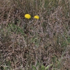 Craspedia variabilis (Common Billy Buttons) at Dry Plain, NSW - 29 Oct 2021 by AndyRoo