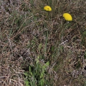 Craspedia variabilis at Dry Plain, NSW - 30 Oct 2021