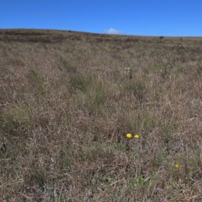 Themeda triandra (Kangaroo Grass) at Top Hut TSR - 29 Oct 2021 by AndyRoo