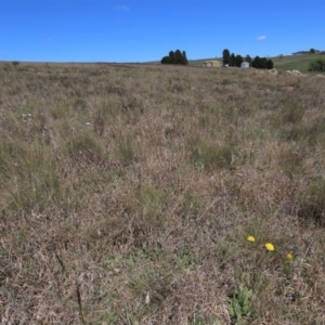 Themeda triandra at Dry Plain, NSW - 30 Oct 2021 10:37 AM