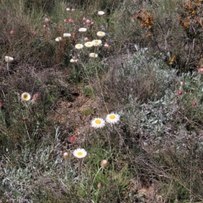 Leucochrysum albicans subsp. tricolor (Hoary Sunray) at Dry Plain, NSW - 30 Oct 2021 by AndyRoo