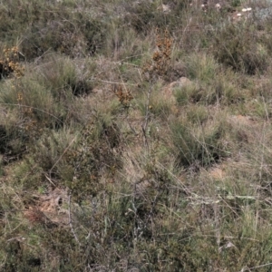 Acacia siculiformis at Dry Plain, NSW - 30 Oct 2021