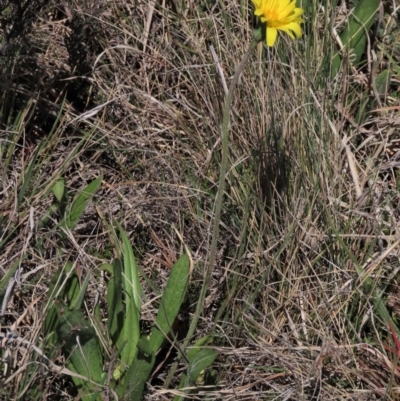 Microseris lanceolata (Yam Daisy) at Dry Plain, NSW - 30 Oct 2021 by AndyRoo