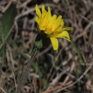 Microseris lanceolata at Top Hut TSR - 30 Oct 2021