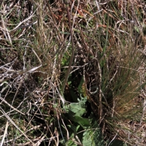 Microseris lanceolata at Top Hut TSR - 30 Oct 2021