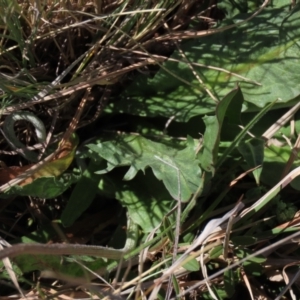 Microseris lanceolata at Top Hut TSR - 30 Oct 2021