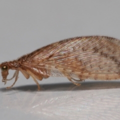 Unidentified Brown Lacewing (Hemerobiidae) at Wellington Point, QLD - 27 Jun 2023 by TimL