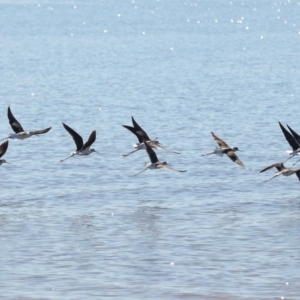 Himantopus leucocephalus at Cleveland, QLD - 25 Jun 2023 11:11 AM