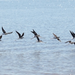 Himantopus leucocephalus at Cleveland, QLD - 25 Jun 2023