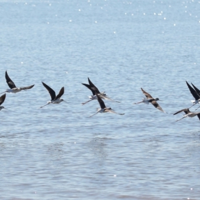 Himantopus leucocephalus (Pied Stilt) at Cleveland, QLD - 25 Jun 2023 by TimL