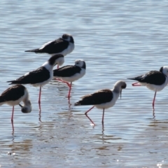 Himantopus leucocephalus at Cleveland, QLD - 25 Jun 2023