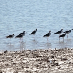 Himantopus leucocephalus at Cleveland, QLD - 25 Jun 2023