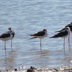 Himantopus leucocephalus at Cleveland, QLD - 25 Jun 2023 11:11 AM