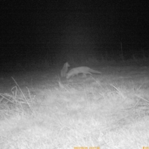 Vulpes vulpes at Hawker, ACT - 26 Jun 2023