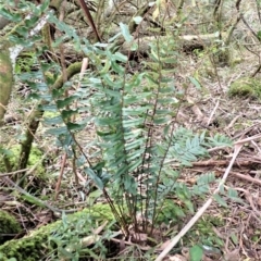 Pellaea falcata (Sickle Fern) at Meryla State Forest - 27 Jun 2023 by plants