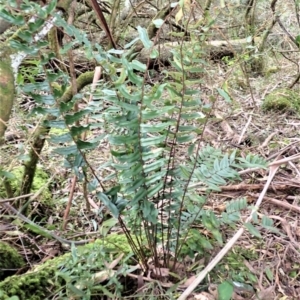 Pellaea falcata at Werai, NSW - 27 Jun 2023