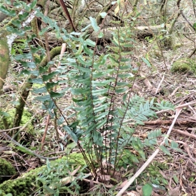 Pellaea falcata (Sickle Fern) at Werai - 27 Jun 2023 by plants