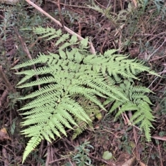 Pteris tremula (Tender Brake) at Meryla State Forest - 27 Jun 2023 by plants